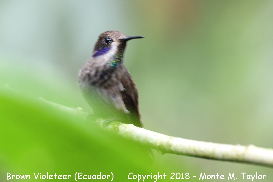 Brown Violetear -November- (Angel Paz Reserve, Ecuador)