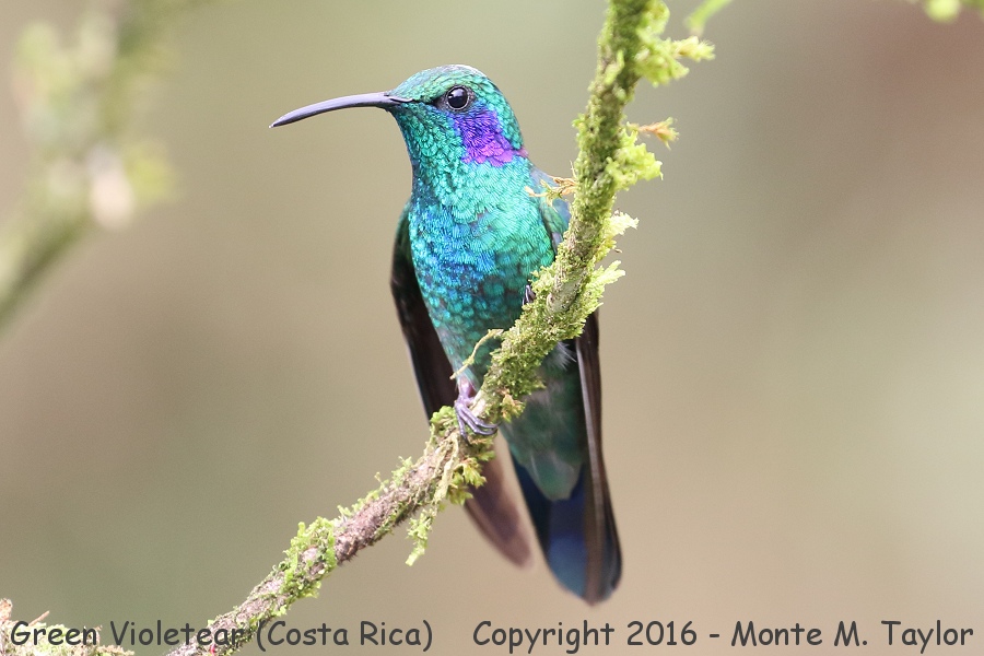 Lesser Violetear -winter- (Savegre, Costa Rica)