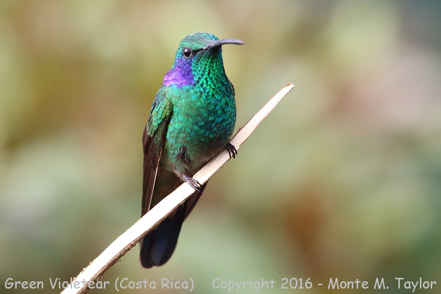 Lesser Violetear -winter- (Savegre, Costa Rica)