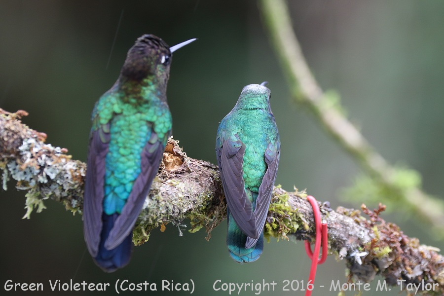Rivoli's Hummingbird (left) - Lesser Violetear -winter- (Savegre, Costa Rica)