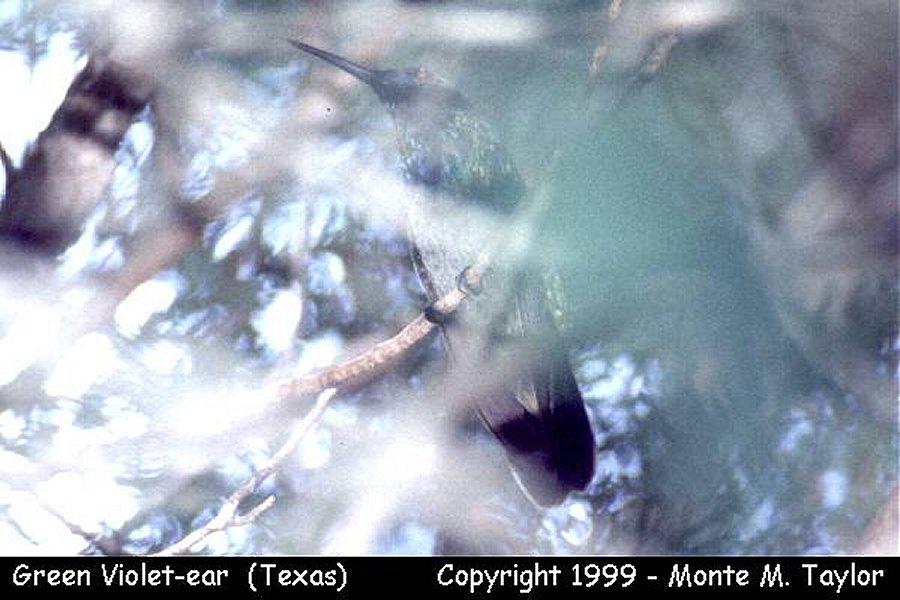 Mexican Violetear -July 8th, 1995- (Texas)