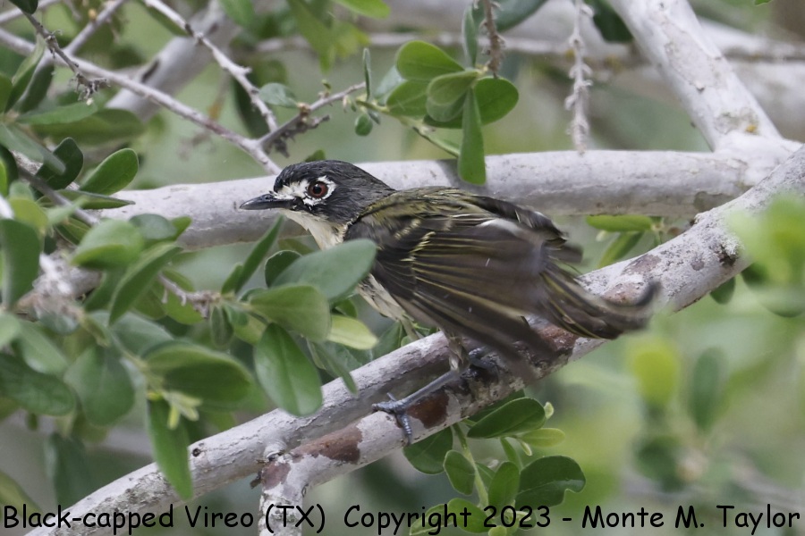 Black-capped Vireo -spring female- (Texas Hill Country at home of Laura & Dave Keene)