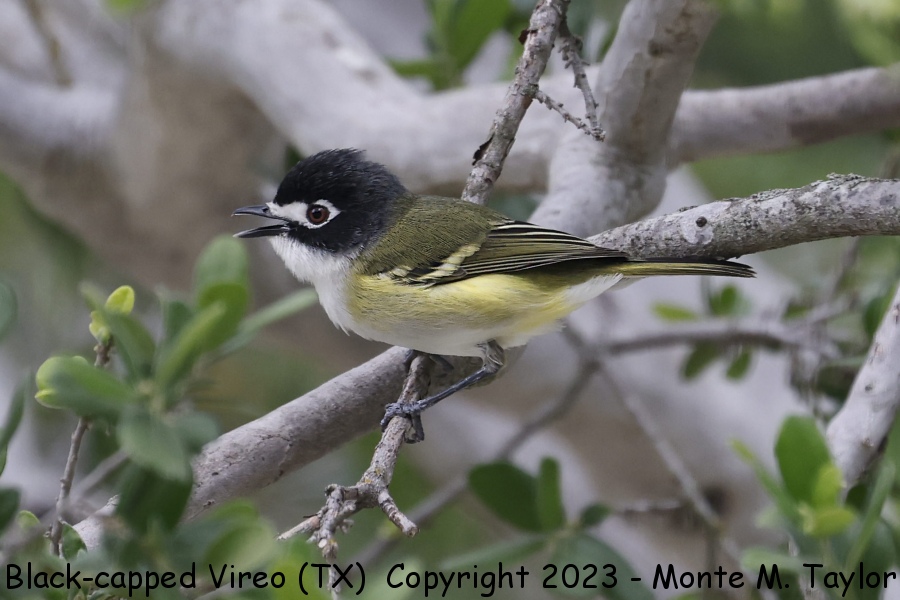 Black-capped Vireo -spring male- (Texas Hill Country at home of Laura & Dave Keene)