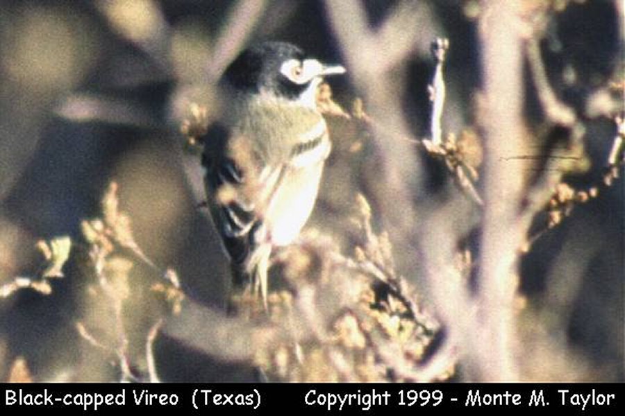 Black-capped Vireo -spring- (Texas)