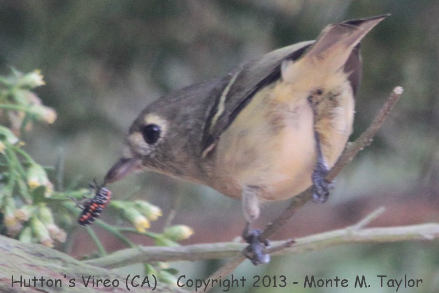 Hutton's Vireo -fall- (California)