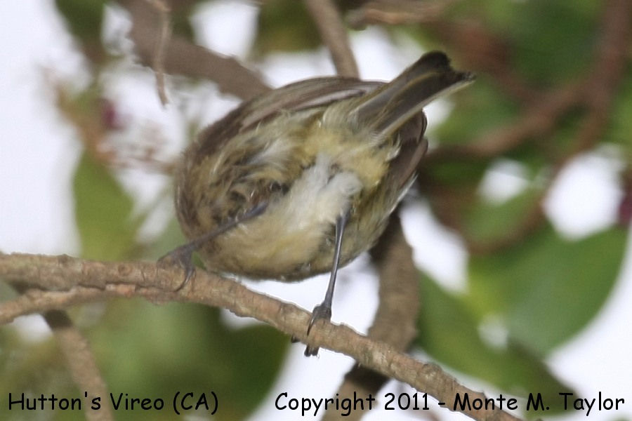 Hutton's Vireo -spring- (California)