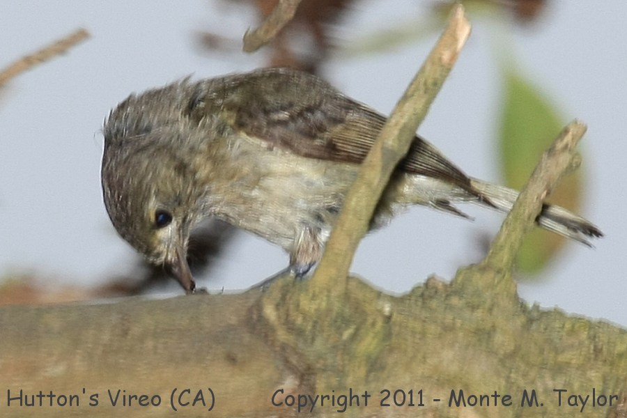 Hutton's Vireo -spring- (California)