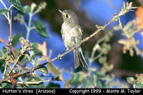 Hutton's Vireo -winter- (Arizona)