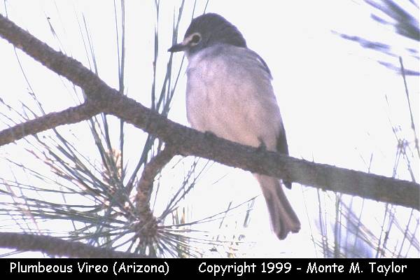 Plumbeous Vireo -summer- (Arizona)