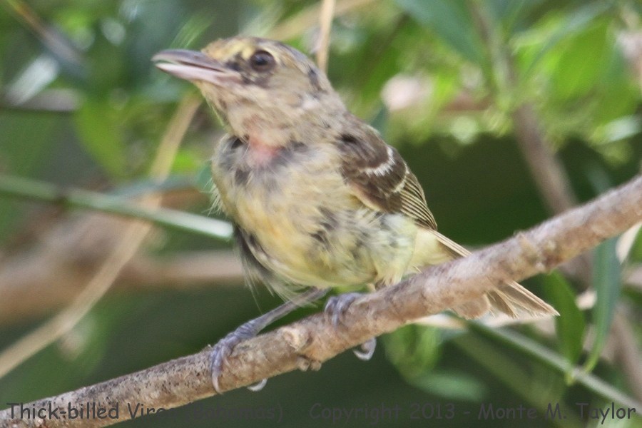 Thick-billed Vireo -summer- (Little Abaco, Bahamas)