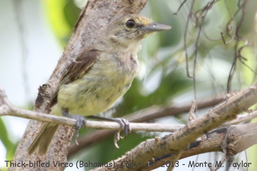 Thick-billed Vireo -summer- (Little Abaco, Bahamas)