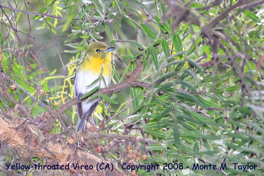 Yellow-throated Vireo -winter- (California)