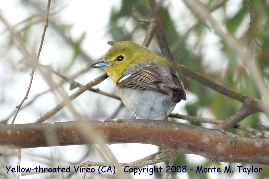 Yellow-throated Vireo -winter- (California)