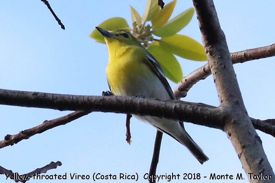 Yellow-throated Vireo -winter- (Costa Rica)