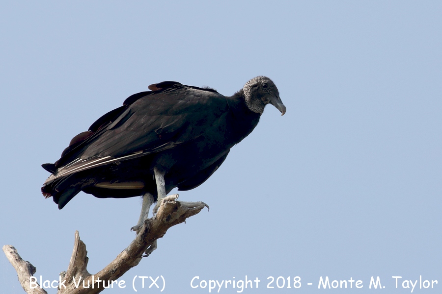 Black Vulture -summer- (Texas)
