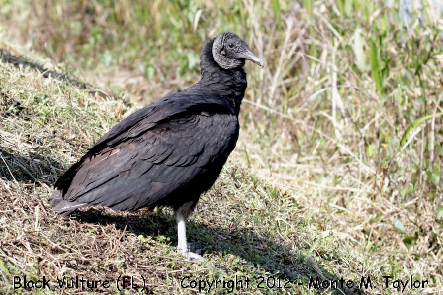 Black Vulture -winter- (Florida)