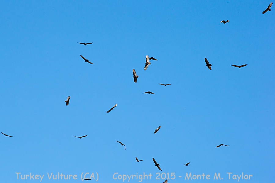 Turkey Vulture -spring kettle- (California)
