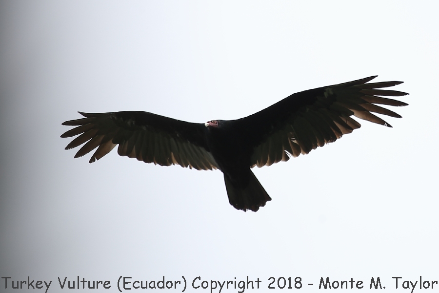 Turkey Vulture -November- (Ecuador)