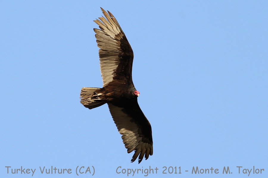 Turkey Vulture -spring- (California)