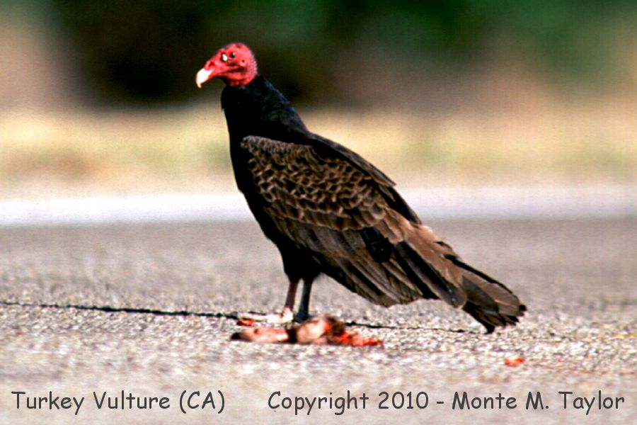 Turkey Vulture -winter- (California)
