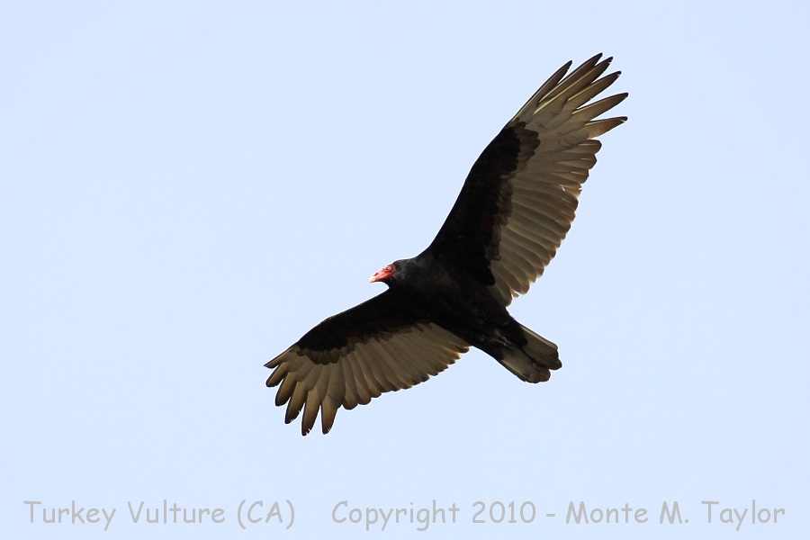 Turkey Vulture - winter- (California)