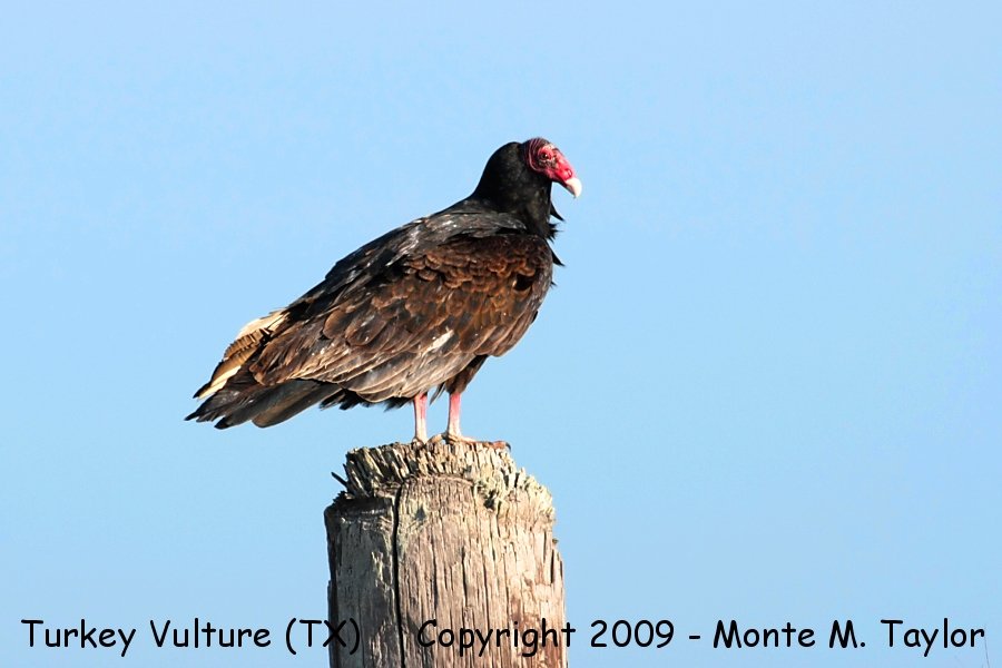 Turkey Vulture -winter- (Texas)