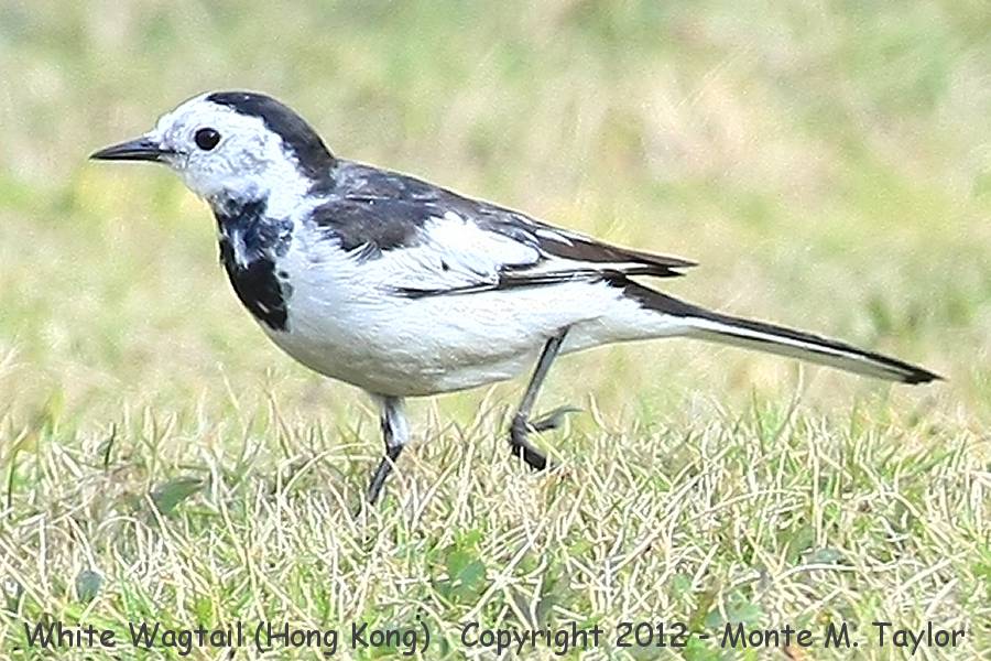White Wagtail -winter female M.a. lugens- (Hong Kong, China)