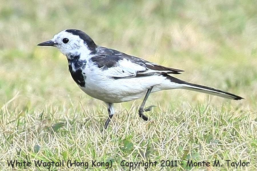 White Wagtail -winter black-backed race- (Hong Kong, China)