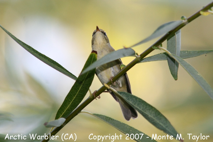 Arctic Warbler -Sept 8th, 2007- (Galileo Hill, California)
