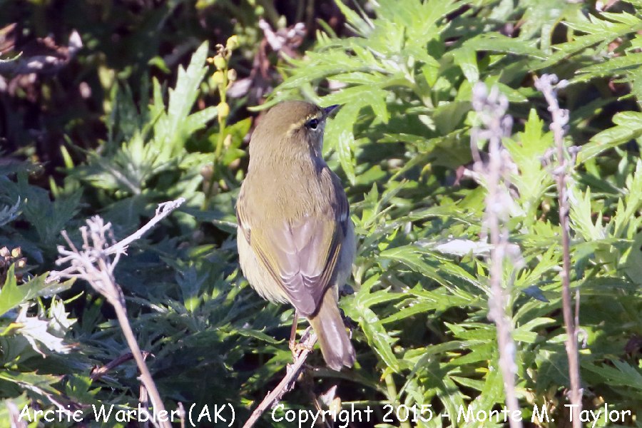 Arctic Warbler -fall- (Gambell, St. Lawrence Island, AK)