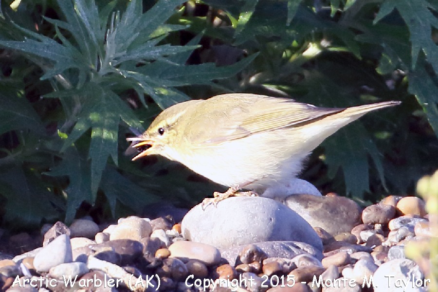 Arctic Warbler -fall- (Gambell, St. Lawrence Island, AK)