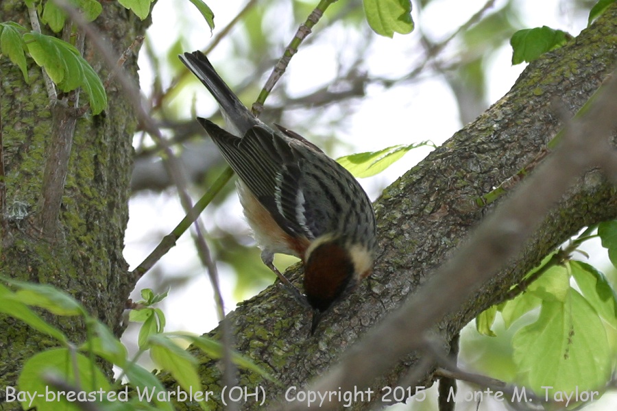 Bay-breasted Warbler -spring male- (Ohio)