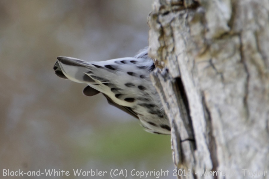 Black-and-white Warbler -fall female- (California)
