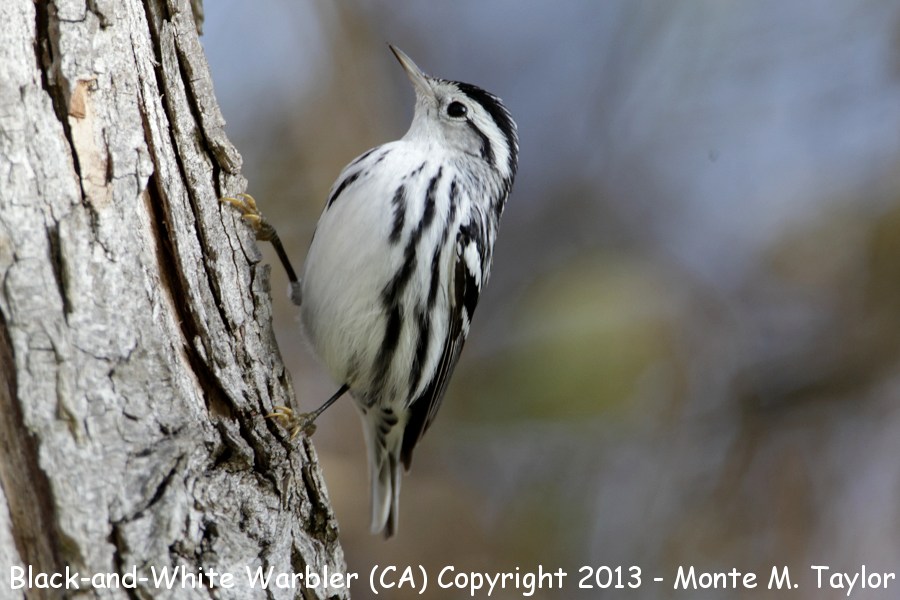 Black-and-white Warbler -fall female- (California)