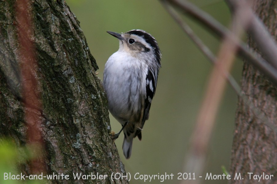 Black-and-white Warbler -spring female- (Ohio)