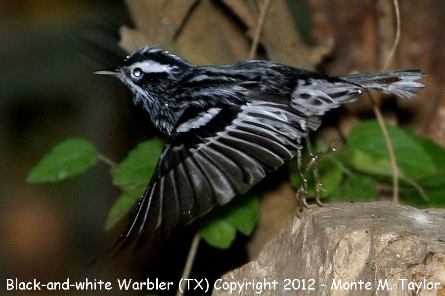 Black-and-White Warbler -spring male- (Texas)
