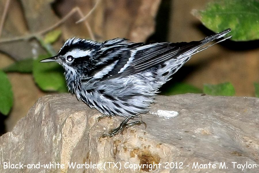 Black-and-White Warbler -spring male- (Texas)