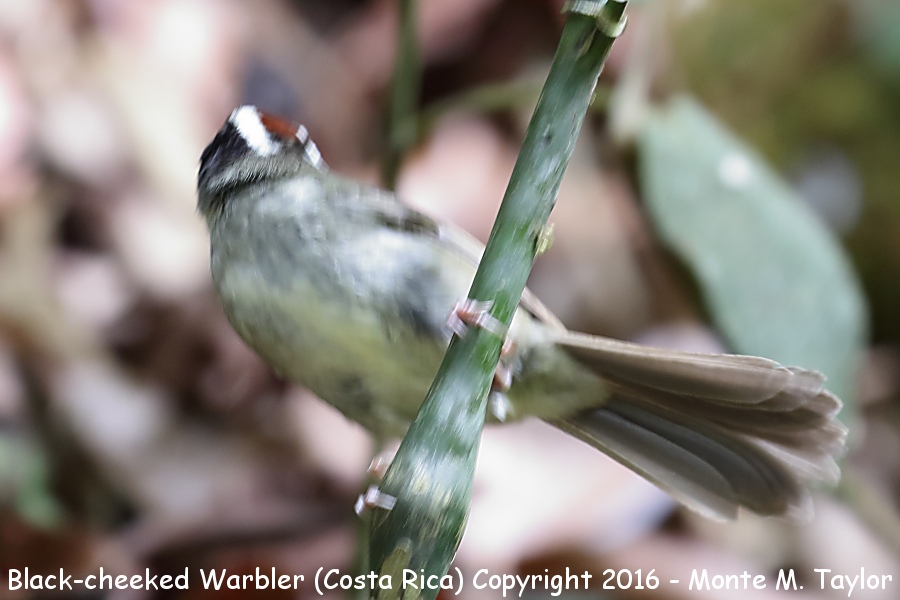 Black-cheeked Warbler -winter- (Savegre, Costa Rica)