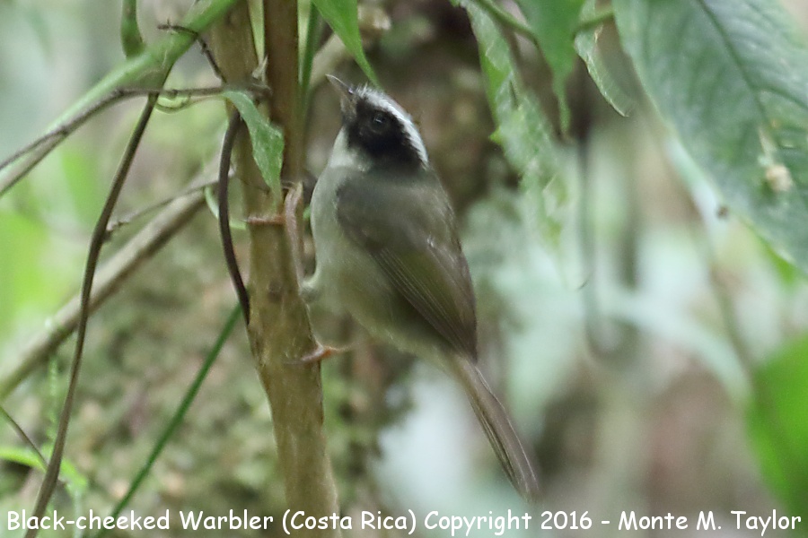 Black-cheeked Warbler -winter- (Savegre, Costa Rica)