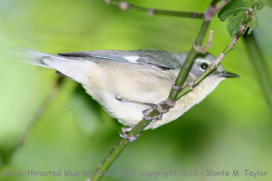 Black-throated Blue Warbler -spring female- (Ohio)