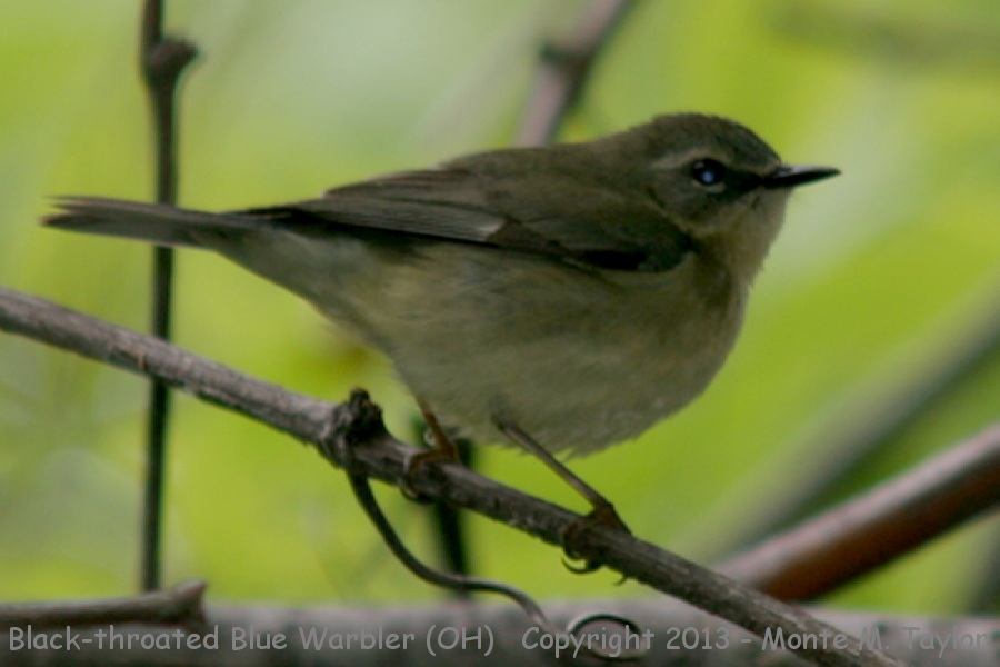 Black-throated Blue Warbler -spring female- (Ohio)