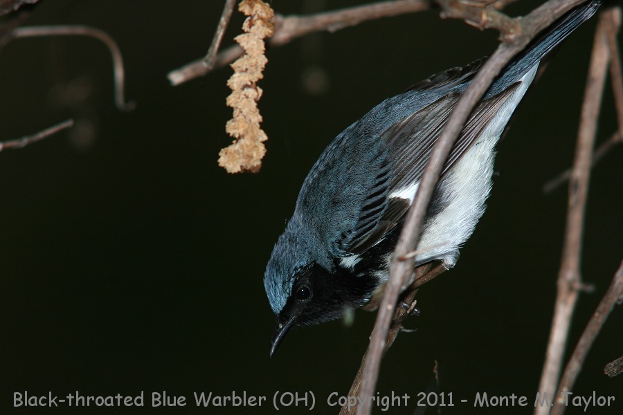 Black-throated Blue Warbler -spring male- (Ohio)