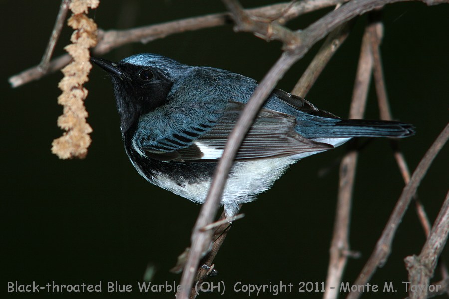 Black-throated Blue Warbler -spring male- (Ohio)