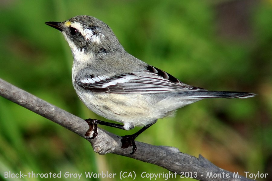 Black-throated Gray Warbler -fall female- (California)