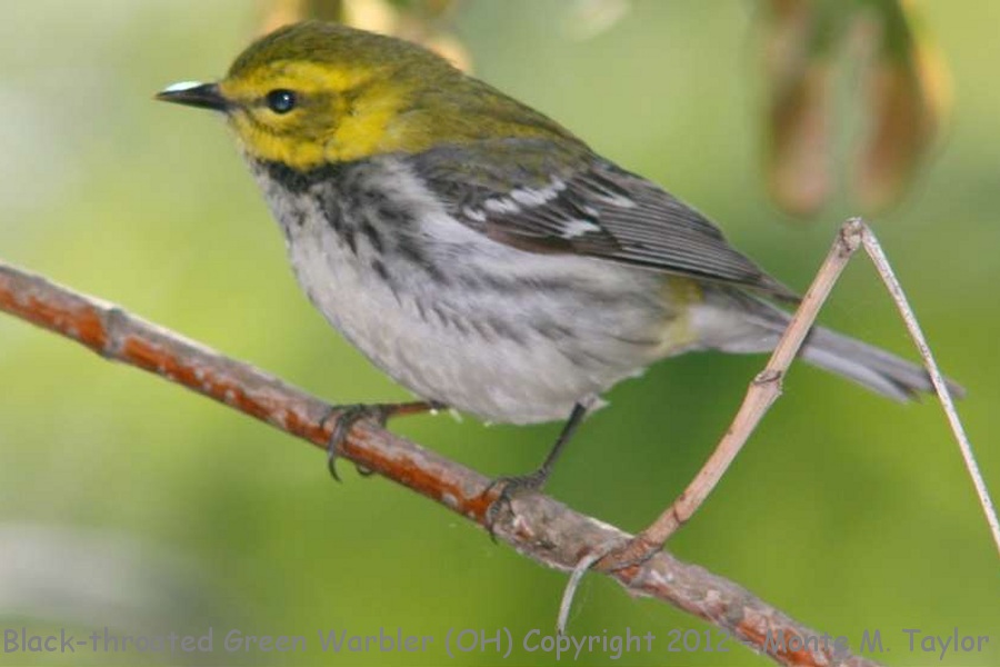 Black-throated Green Warbler -spring female- (Ohio)