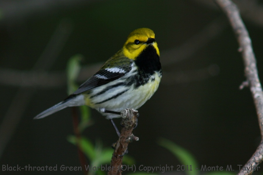 Black-throated Green Warbler -spring male- (Ohio)