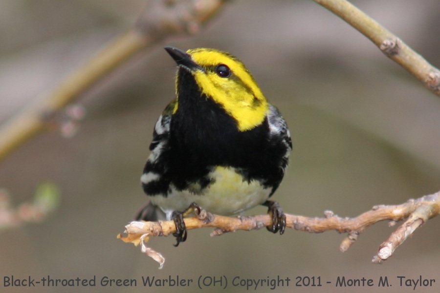 Black-throated Green Warbler -spring male- (Ohio)