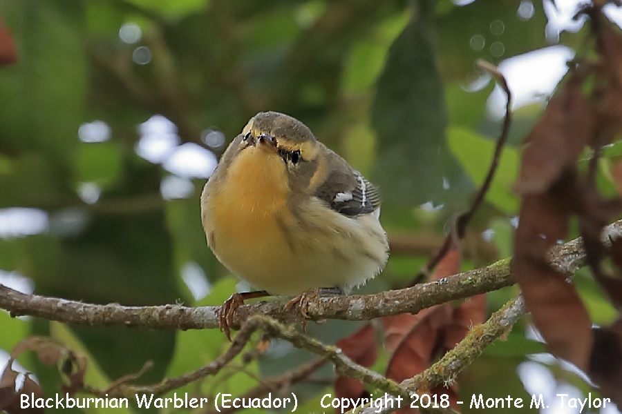 Blackburnian Warbler -winter male- (Ecuador)