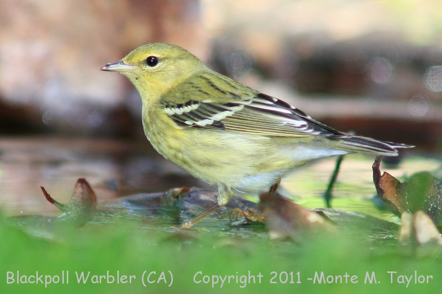 Blackpoll Warbler -fall- (California)