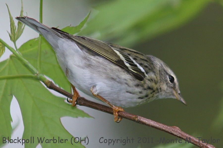 Blackpoll Warbler -spring female- (Ohio)
